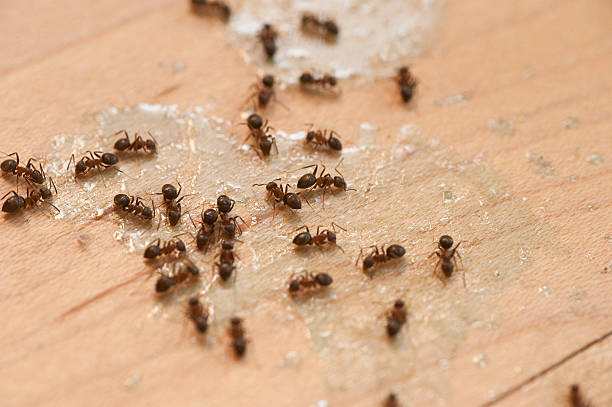Best Emergency Pest Control  in , VT