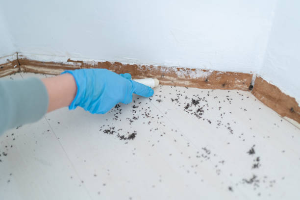Best Affordable Pest Control Services  in , VT